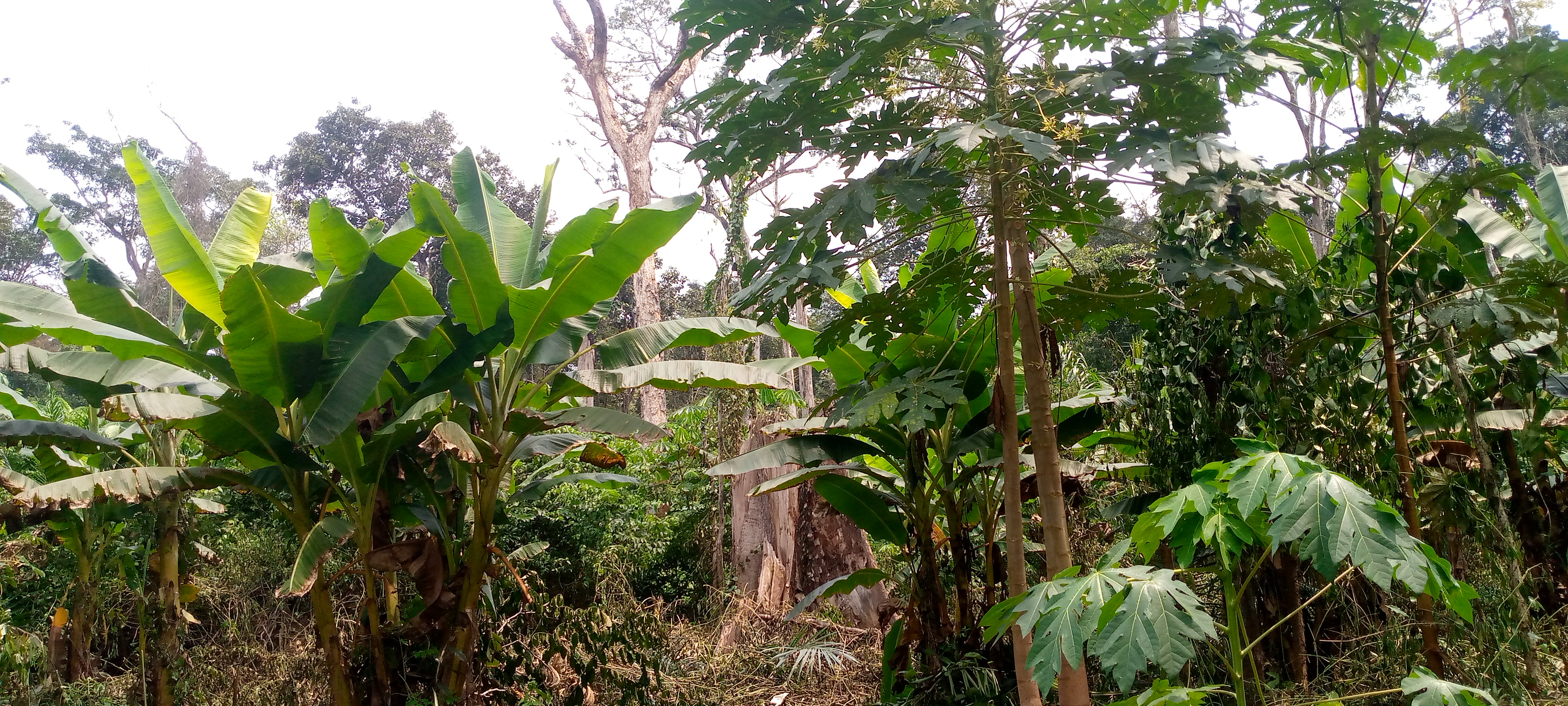 Champ de banane plantain à Bimon