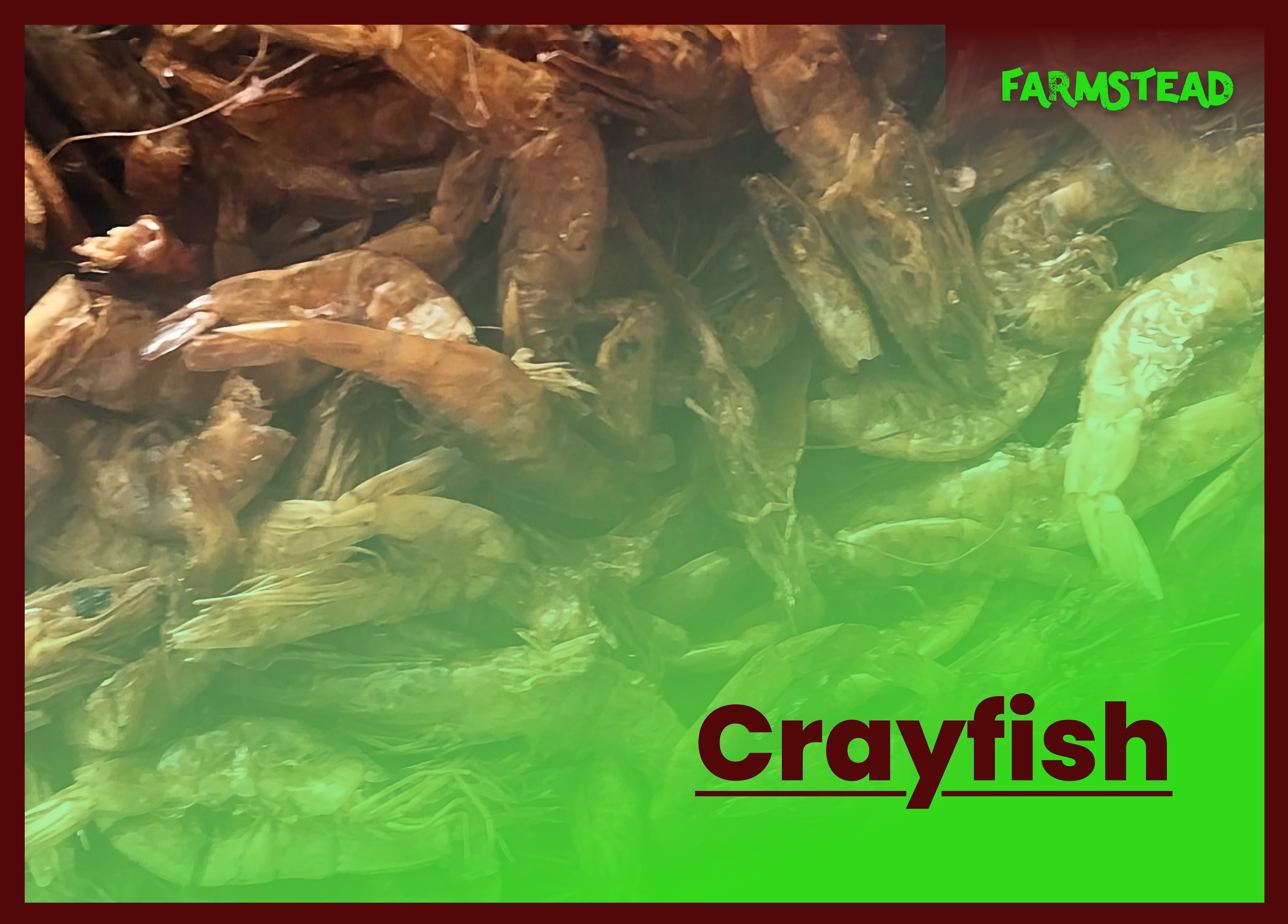 Crayfish